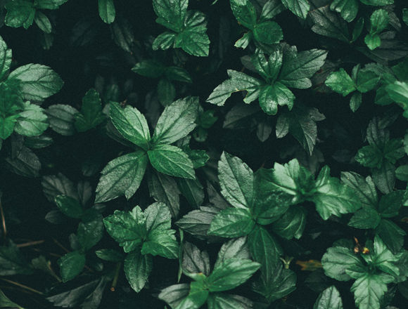 Sustainability Campaign SM