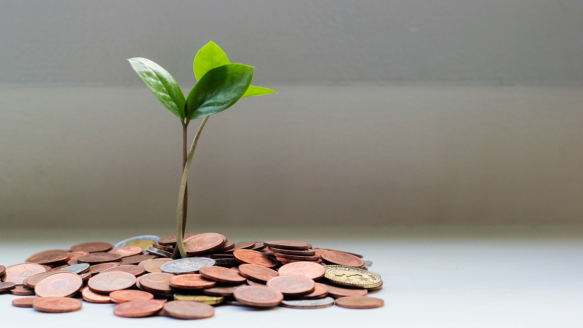 Small tree growing out of a stack of coins on a desk to symbolise a money tree concept.